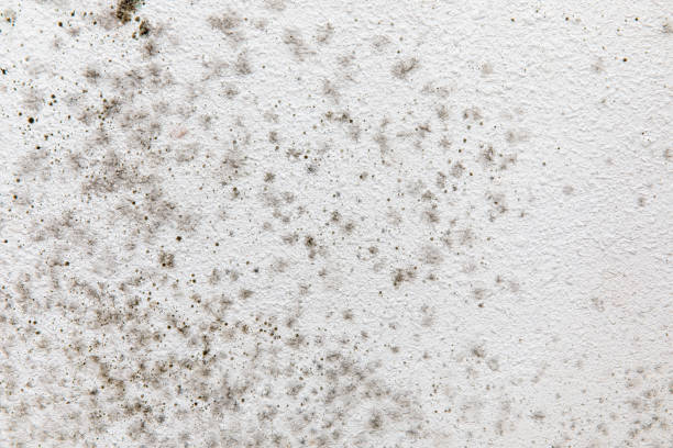 Best Air Quality Testing for Mold Spores  in Pinetop Country Clu, AZ