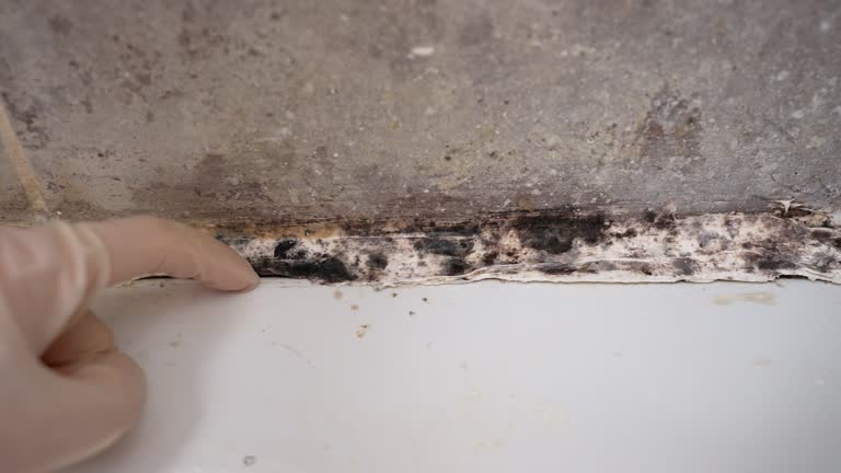 Best Mold Removal for HVAC Installations  in Pinetop Country Clu, AZ