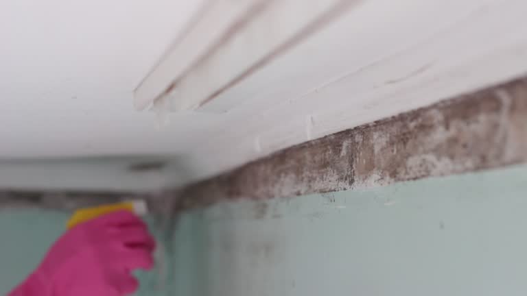 Best Commercial Mold Inspection  in Pinetop Country Clu, AZ